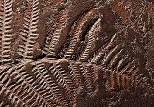 Dekorative Wandgestaltung